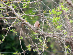 Phacellodomus sibilatrix