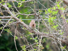 Phacellodomus sibilatrix