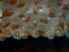 Duncanopsammia peltata