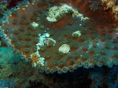 Duncanopsammia peltata