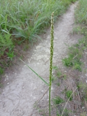 Tridens albescens