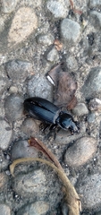 Pterostichus melanarius