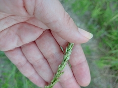 Tridens albescens