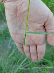 Tridens albescens