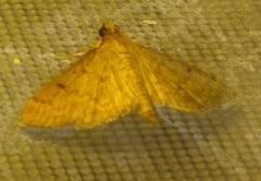 Herpetogramma phaeopteralis