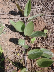Ipomoea nitida