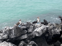 Sula nebouxii excisa