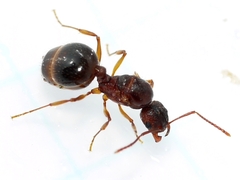 Aphaenogaster