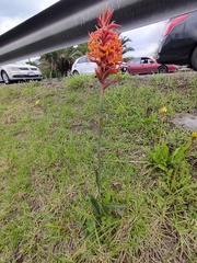 Dichromanthus cinnabarinus