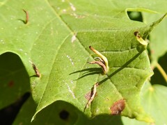 Vasates aceriscrumena