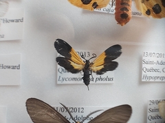 Lycomorpha pholus