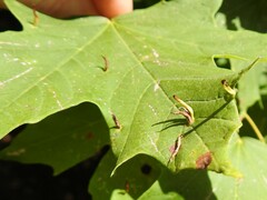 Vasates aceriscrumena