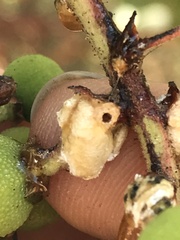 Ceroplastes