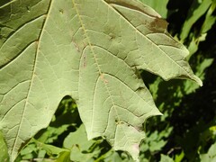 Vasates aceriscrumena