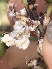 Ceroplastes