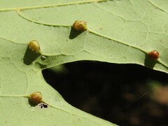 Dasineura communis