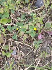 Medicago