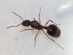 Aphaenogaster