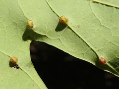 Dasineura communis
