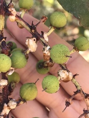 Ceroplastes