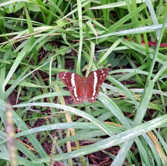 Anartia fatima