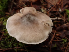 Tricholoma subacutum