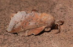 Phyllodesma americana