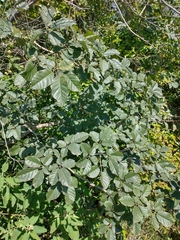 Handroanthus pulcherrimus