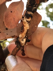 Ceroplastes