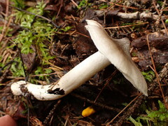 Tricholoma subacutum