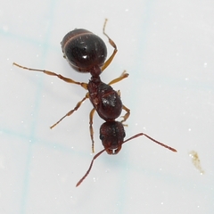 Aphaenogaster