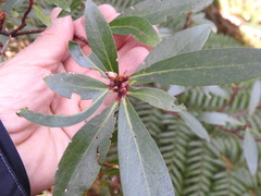 Tasmannia lanceolata