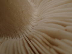 Tricholoma subacutum