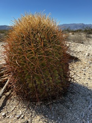 Ferocactus cylindraceus