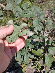 Handroanthus pulcherrimus