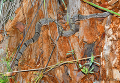 Crotalus lepidus klauberi