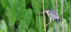Ixobrychus sinensis