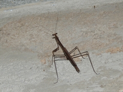 Phasmomantis sumichrasti
