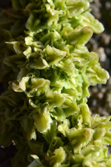 Rumex triangulivalvis