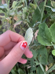 Chrysodeixis eriosoma