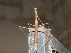 Phasmomantis sumichrasti