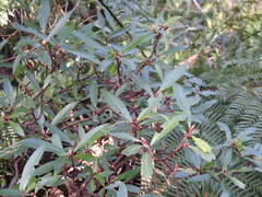 Tasmannia lanceolata
