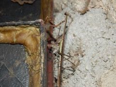 Phasmomantis sumichrasti