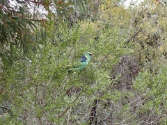 Barnardius zonarius barnardi