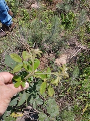 Handroanthus pulcherrimus