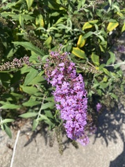 Buddleja