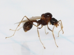 Aphaenogaster
