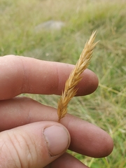 Anthoxanthum odoratum