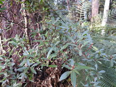 Tasmannia lanceolata