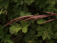 Bromus vulgaris